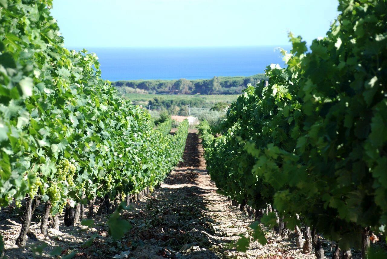 Serra Niedda Resort & Agriturismo Sorso Bagian luar foto